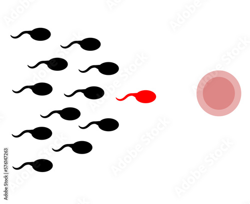 sperm and ovum. sperm. reproduction. pregnancy process