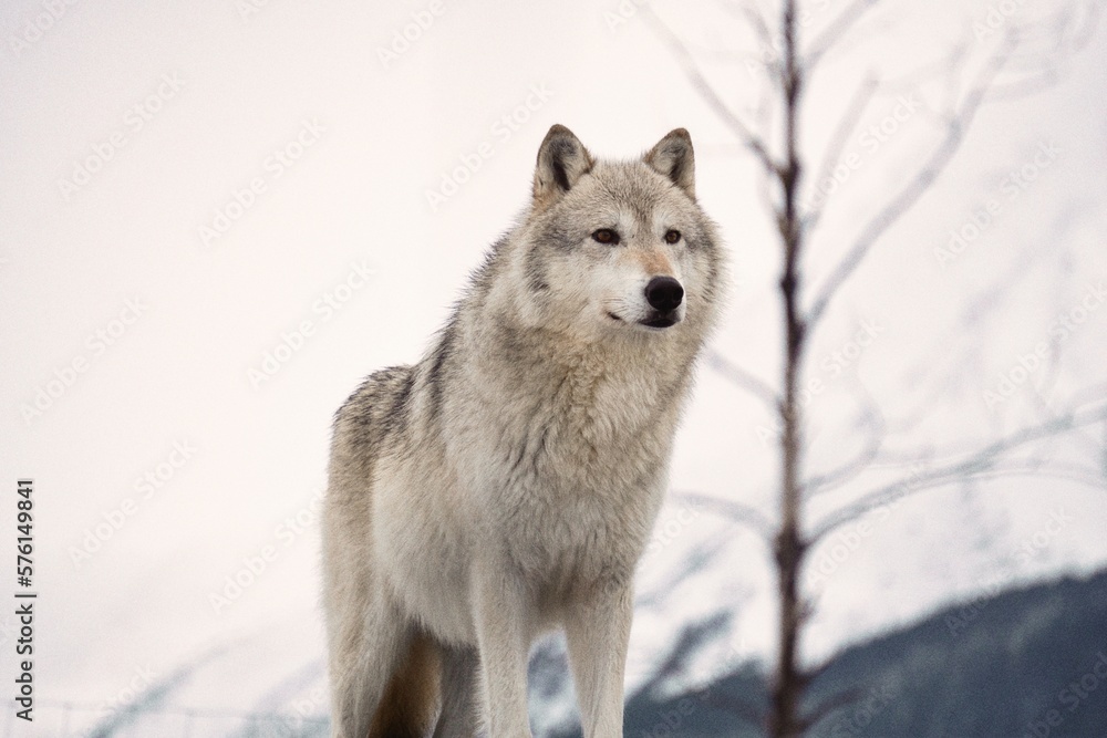 Alaskan Wolf Alaskan Wolf