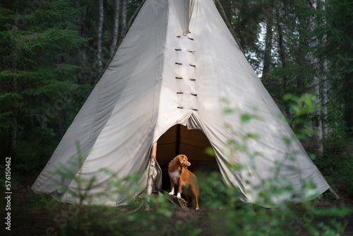 dog in the forest on the background of the wigwam. Camping with a pet. Nova Scotia Duck Tolling Retriever in nature photo