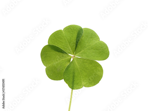Beautiful green four leaf clover isolated on white