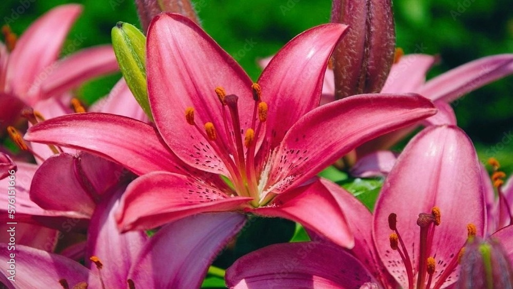 Pink Lilies Wallpaper Or Background