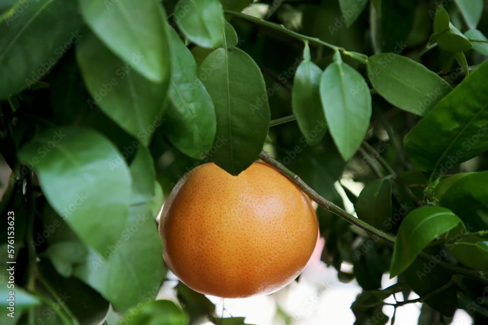 Ripe grapefruit growing on tree in garden