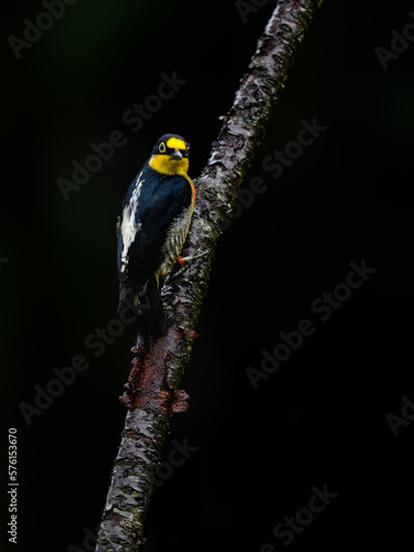 Yellow-fronted Woodpecker on tree trunk against green background photo