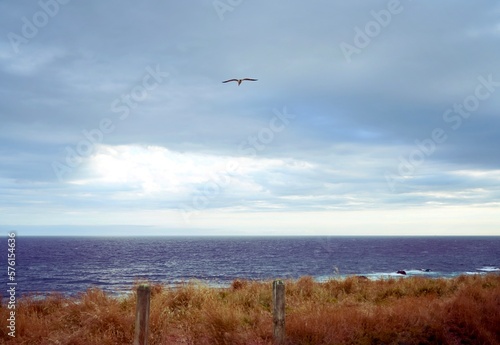 bird flying over the sea