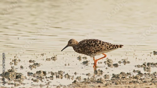 Ruff or Philomachus pugnax looking for food. 4K slow motion, 120 fps