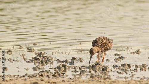 Ruff or Philomachus pugnax looking for food. 4K slow motion, 120 fps
