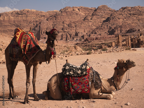 Two colorful camels in Petra, Jordan.