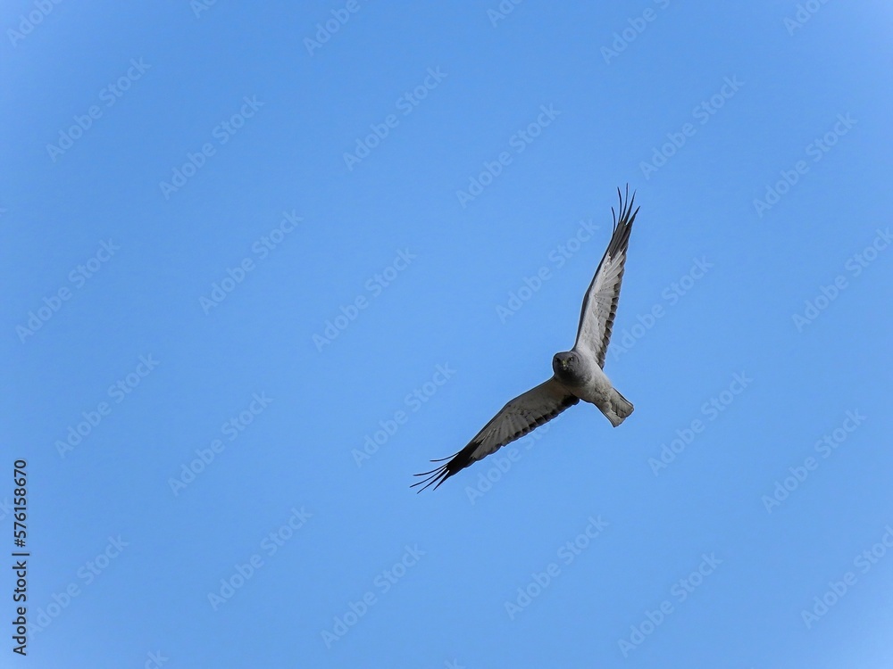 Fototapeta premium 青空バックに悠然と飛ぶハイイロチュウヒ オス