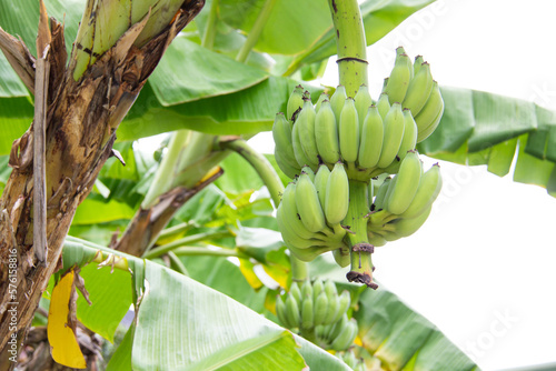 banana tree with banana