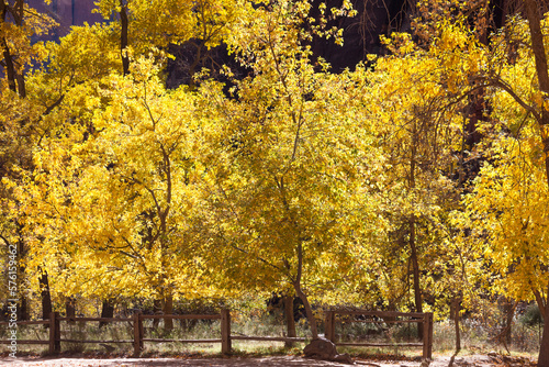 Glowing Yellow Leaves in Fall