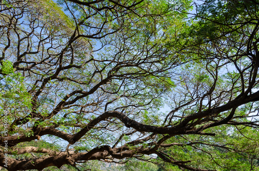 Branches of big Samanea saman tree with blue sky background in sunny day at Kanchnaburi, Thailand. Branches of big Samanea saman tree with blue sky background in sunny day at Kanchnaburi, Thailand.