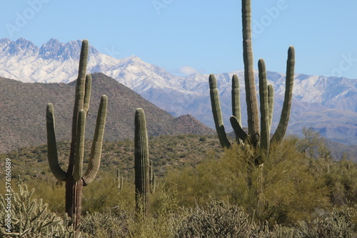 saguaro cactus in state © Susie