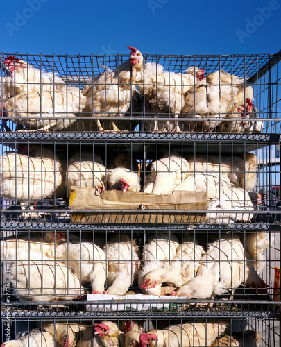 Living chickens jammed in very small cages on a south african food market photo