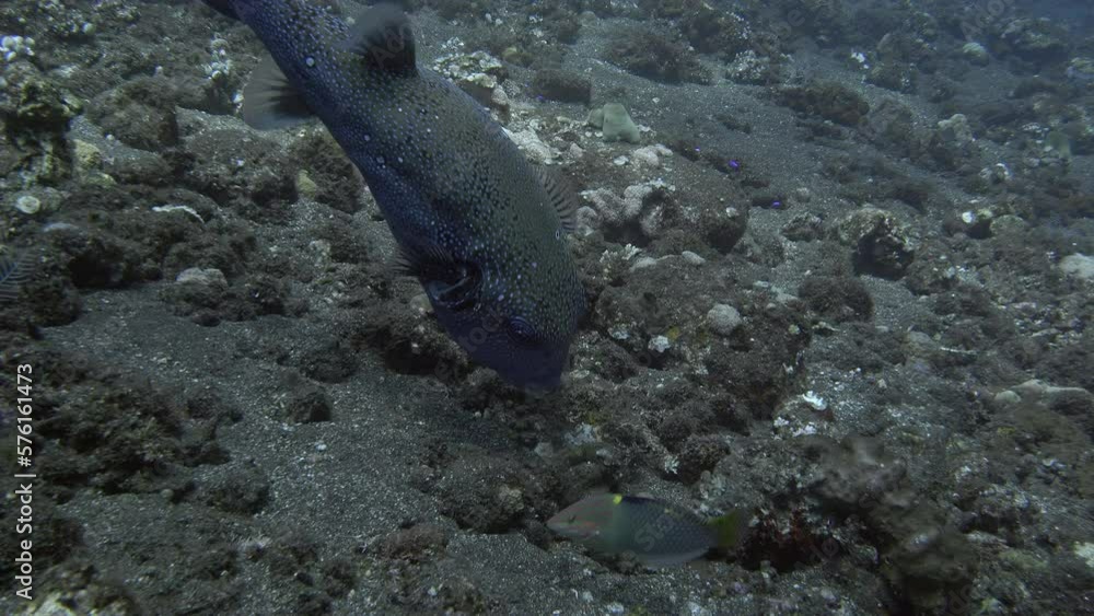 Puffer fish collect food from the bottom of the sea. Its powerful jaws