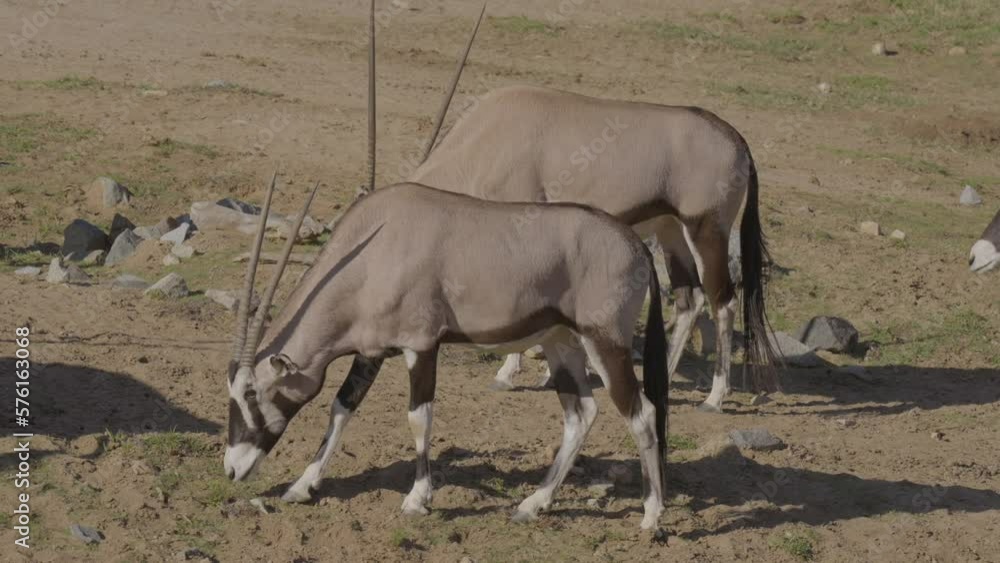 This video shows a group of wild speke's gazelles roaming an African landscape and foraging the ground for food. This video shows a group of wild speke's gazelles roaming an African landscape and foraging the ground for food.