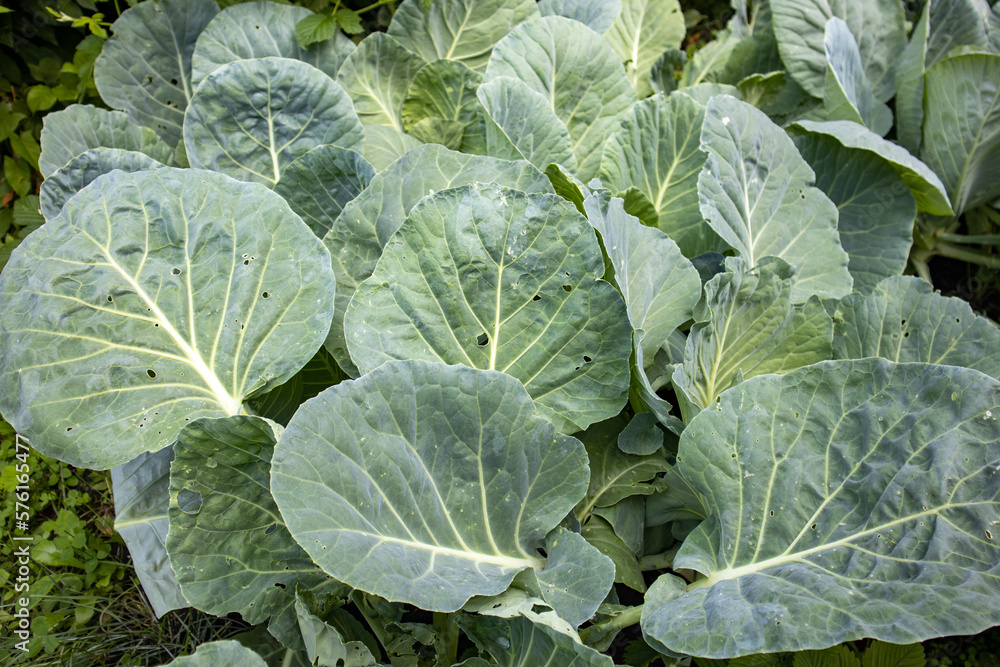 A pile of fresh green cabbage leaves, collected and stacked on the ground, sitting on top, background A pile of fresh green cabbage leaves, collected and stacked on the ground, sitting on top, background