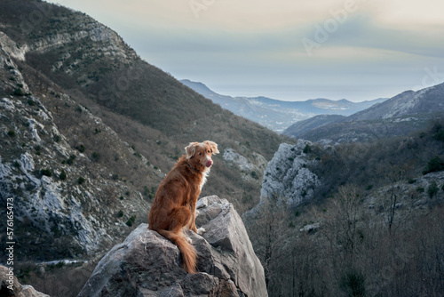 The dog stands in the mountains and looks at the peaks. Nova Scotia duck retriever in nature  on a journey. Hiking with a pet