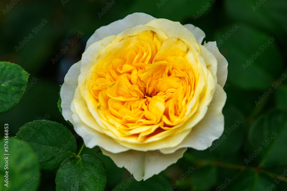 Close up picture of beautiful yellow rose mean positive feelings of warmth and friendship..Close up picture of beautiful yellow rose mean positive feelings of warmth and friendship.. Close up picture of beautiful yellow rose mean positive feelings of warmth and friendship..Close up picture of beautiful yellow rose mean positive feelings of warmth and friendship..