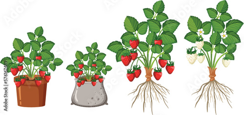 Set of strawberry plant parts
