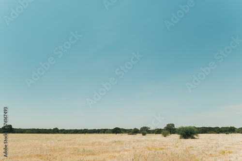 Midday view of the typical arid landscape of central texas with a blue sky, yellow pasture and a tree line in the background