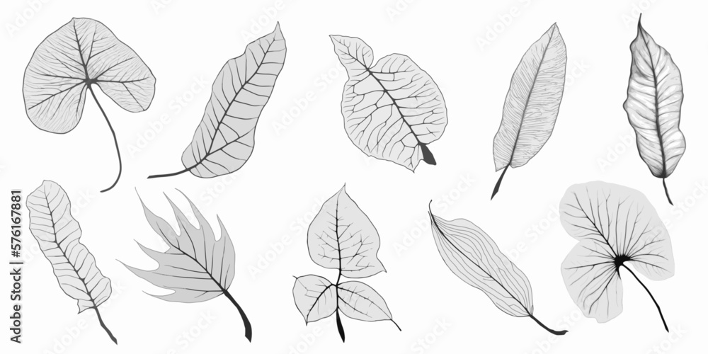 Set of vector tropical leaves in grayscale, blank for design