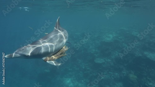 Dolphins Swimming together in the coral reef of the Red Sea of Egypt photo