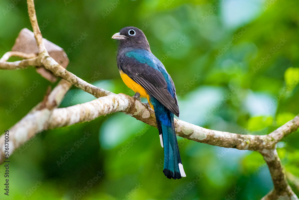 Black Headed Trogon perched on a tree Black Headed Trogon perched on a tree