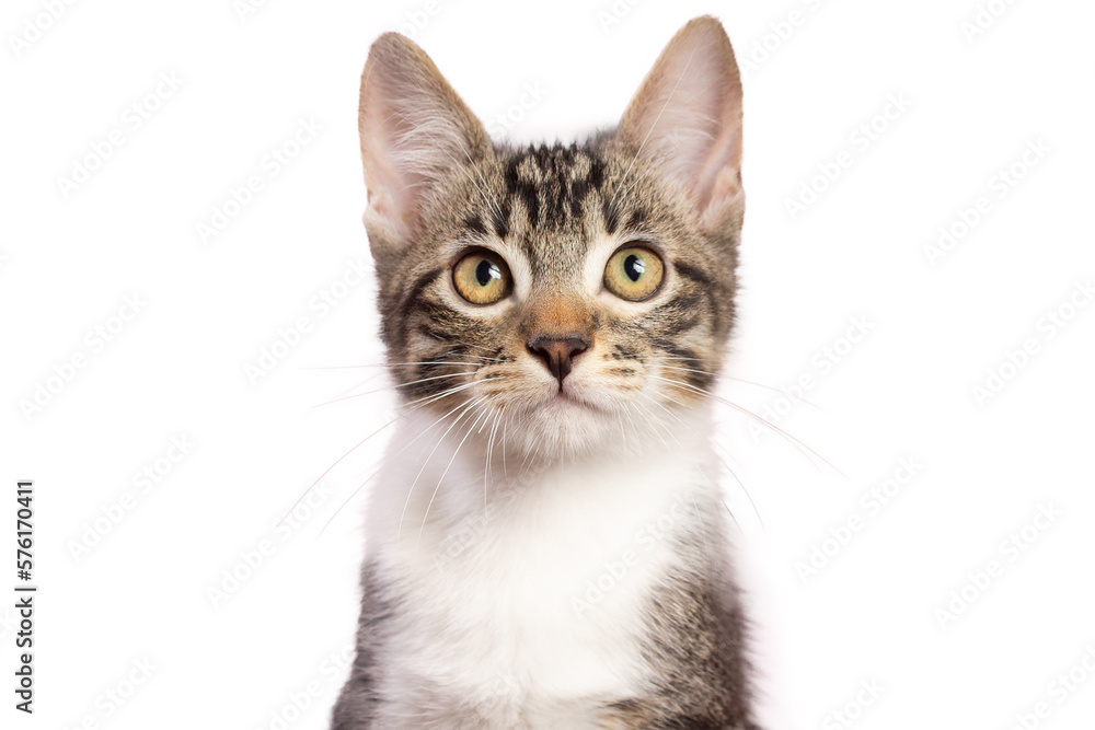 Studio shot of a gray and white striped cat sitting on white background