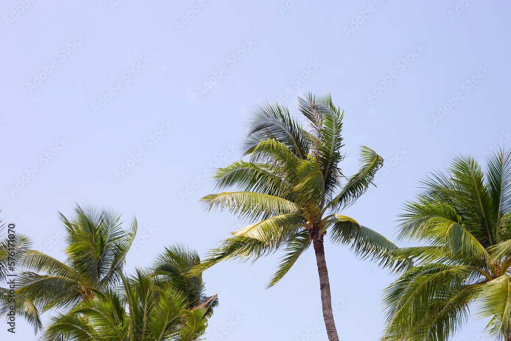 Coconut palm trees with blue sky