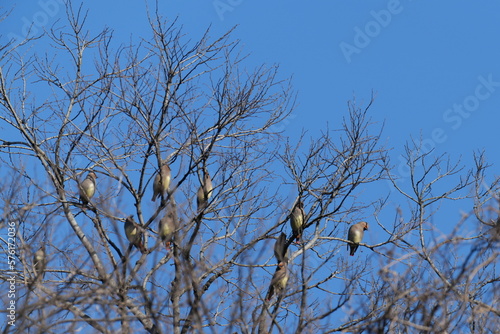 japanese waxwing on a tree