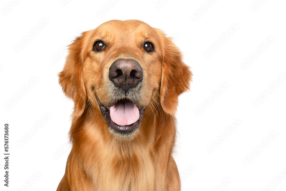 portrait of a happy adult golden retriever dog smiling on isolated white background	
