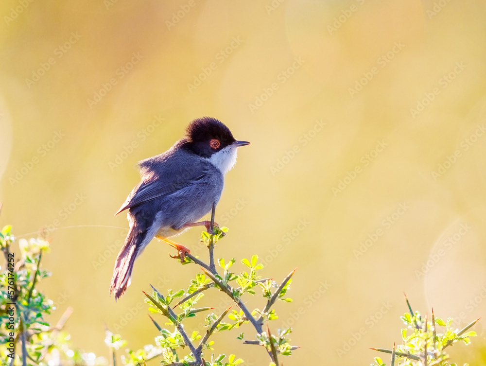 Obraz premium Sardianian Warbler perched on a bush during sunrise