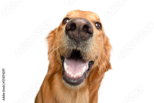 Funny dog big nose open mouth close up