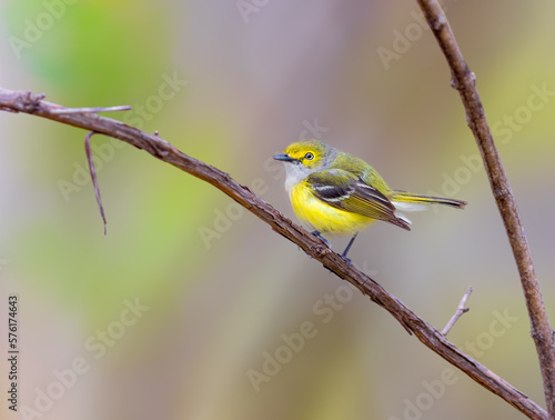 White Eyed Vireo perched on a branch in Michigan