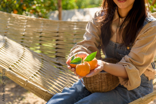 Woman holding oranges mandarin fruit in orange garden plantation. photo