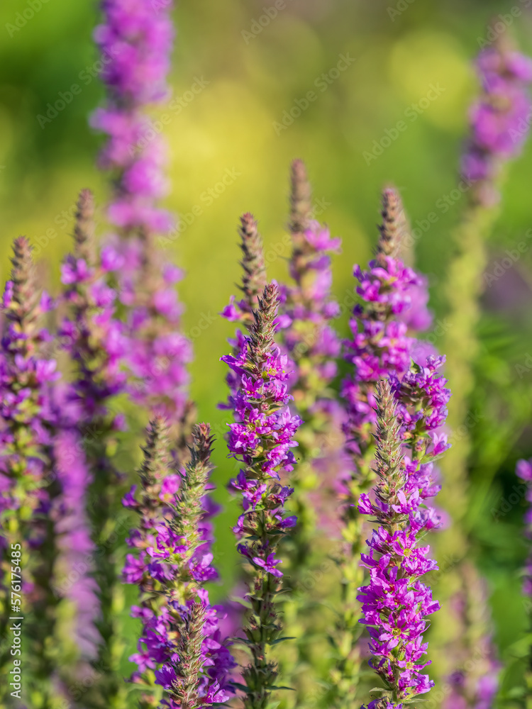 Fototapeta premium Summer Flowering Purple Loosestrife, Lythrum tomentosum on a green blured background.