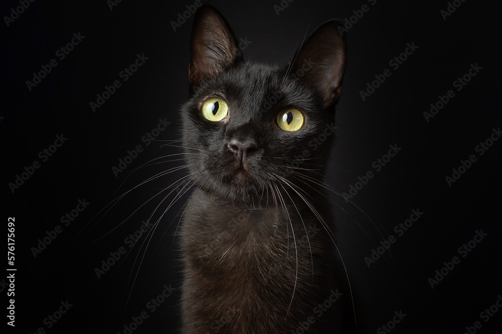 Black cat portrait shot green eyes black background