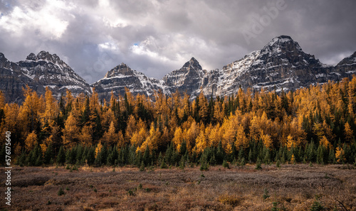 Stunning fall golden larch forest and rocky mountain landscape in Banff National Park in Alberta Canada. 