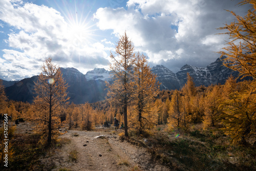 Stunning fall golden larch forest and rocky mountain landscape in Banff National Park in Alberta Canada. 