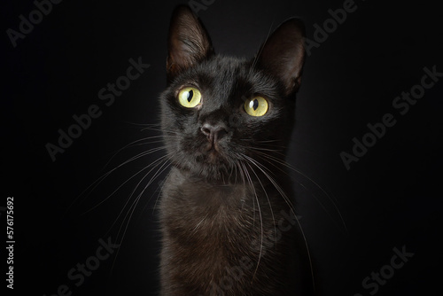 Black cat portrait shot green eyes black background