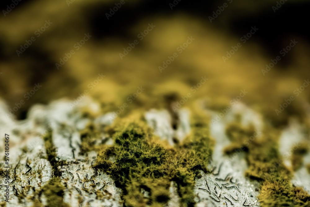 moss on a rock moss on a rock