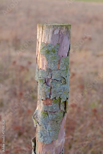 Pal - słupek ogrodzeniowy z surowego drzewa, z odchodzącą korą.