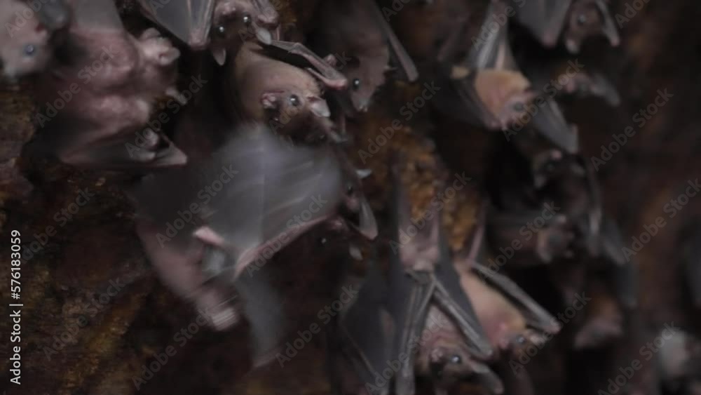Video Stock A flock of bats hanging on the stone wall of the cave and