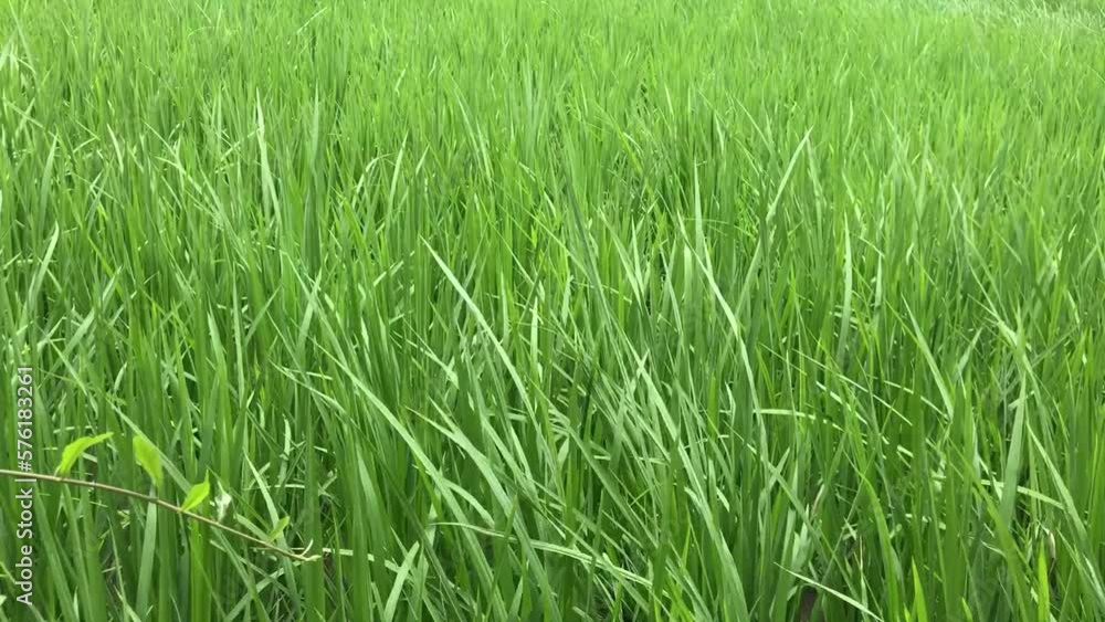 Green fresh of young Rice plant waving in a tropical country Green fresh of young Rice plant waving in a tropical country