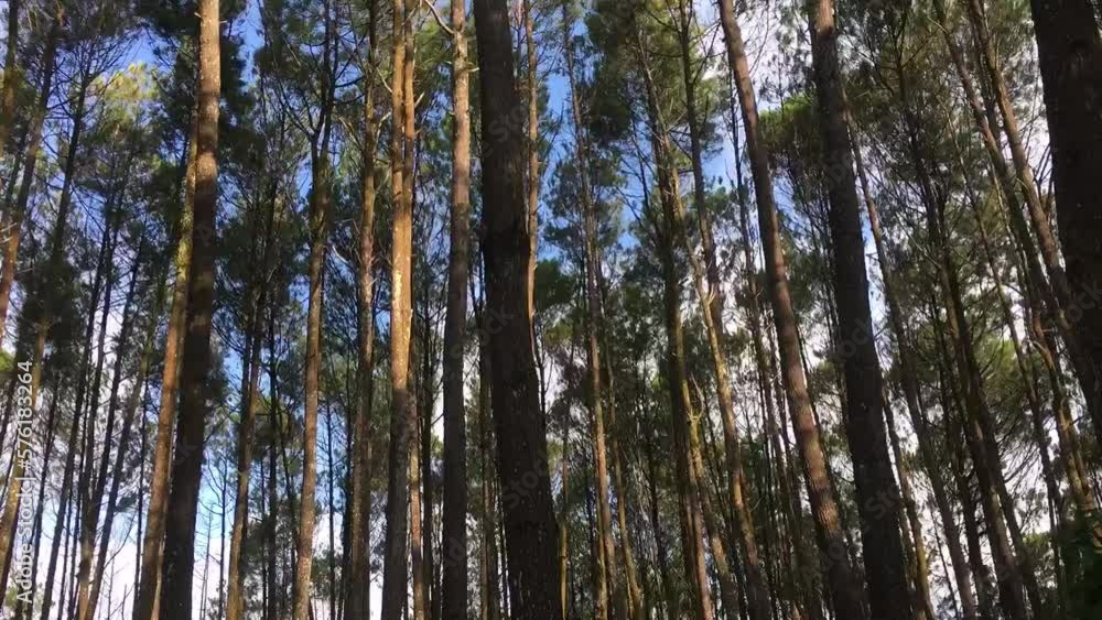 beautiful timelapse of Pine tree at a tropical rain forest Mountain beautiful timelapse of Pine tree at a tropical rain forest Mountain
