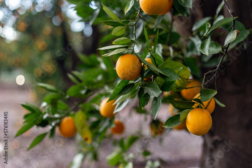 Oranges growing on the tree