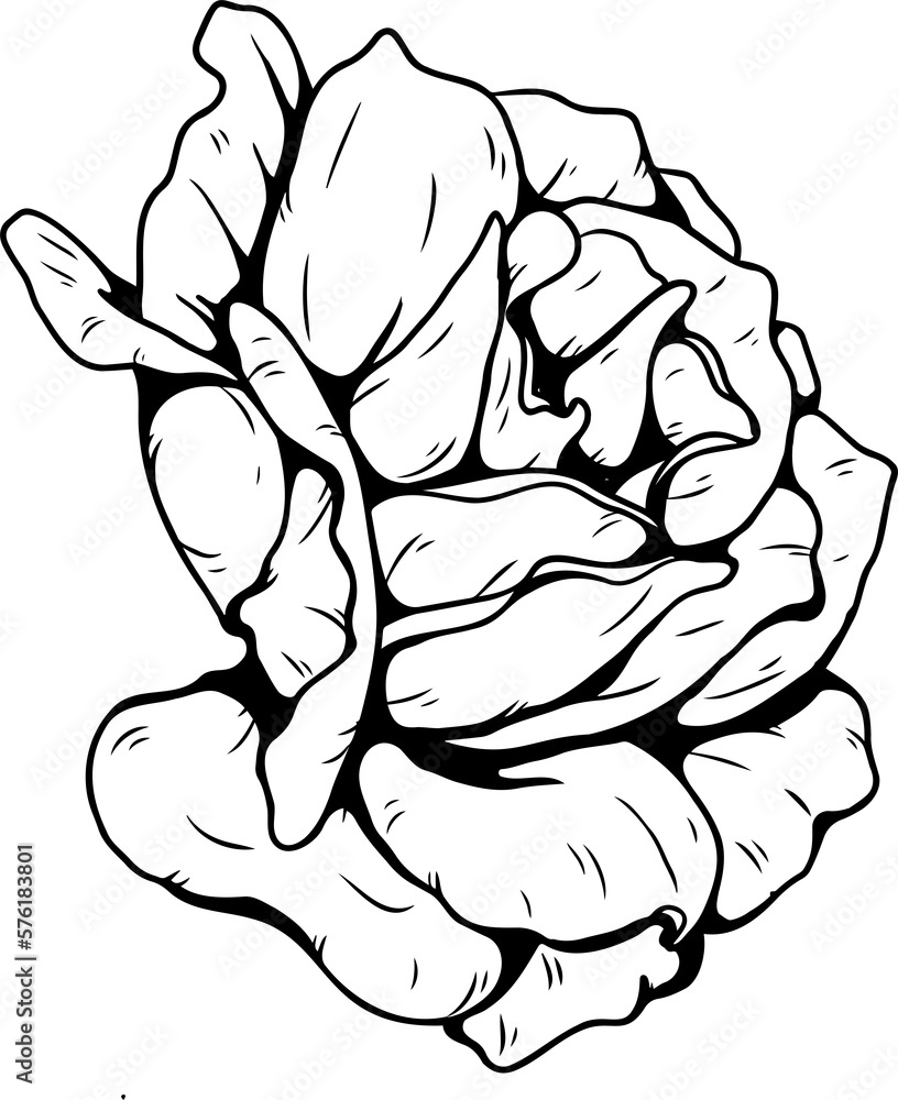 Burgundy iceberg rose png.Beautiful flower on transparent background. Burgundy iceberg rose png.Beautiful flower on transparent background.