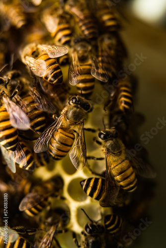 A swarm of honey bees