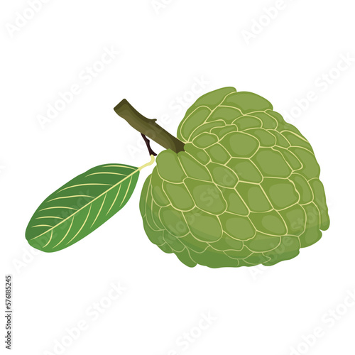 Vector illustration of custard apple whole fruit and half sliced isolated on white background. Cherimoya, annona reticulata, wild sweetsop, soursop, sugar apple icon for package design.