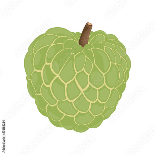 Vector illustration of custard apple whole fruit and half sliced isolated on white background. Cherimoya, annona reticulata, wild sweetsop, soursop, sugar apple icon for package design.